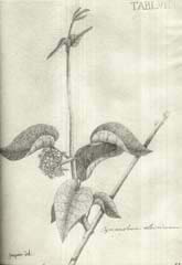 Foto de Selectarum stirpium americanarum historia; precioso libro sobre flora del Nuevo Mundo.