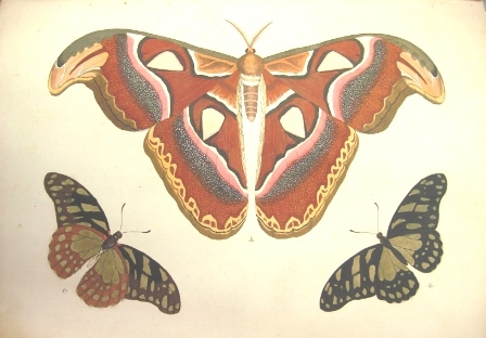 Foto de 120 Aniversario BNCJM- Tesoros. Las Exóticas mariposas de Pieter Cramer y Caspar Stoll.