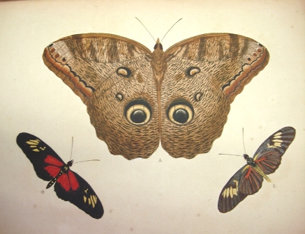 Foto de  Las Exóticas mariposas de Pieter Cramer y Caspar Stoll. 