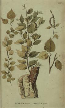Foto de 120 Aniversario BNCJM- Flora rossica: Tesoros. Preciosa obra ilustrada sobre la flora rusa en tiempos de Catalina la Grande. 